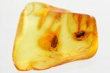 Fossil Insect Coprolites (Poop) in Baltic Amber #357888-1